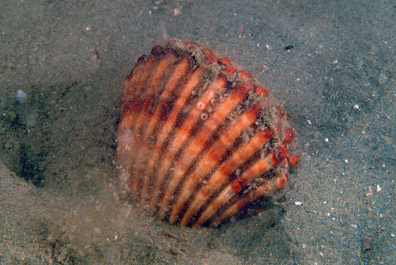 Achantocardia tuberculata